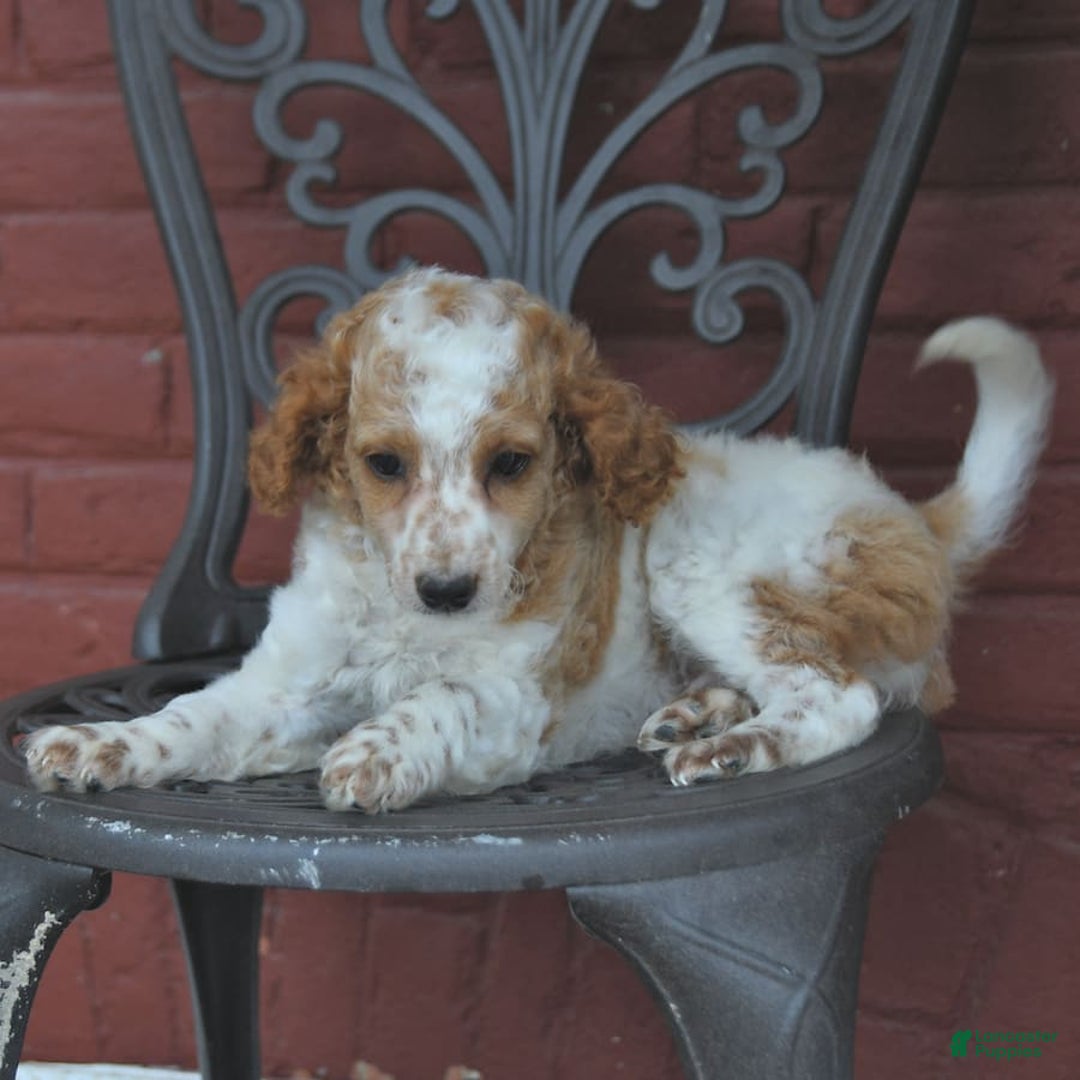 Cockapoo dogs for sale: Kermit - Image 3