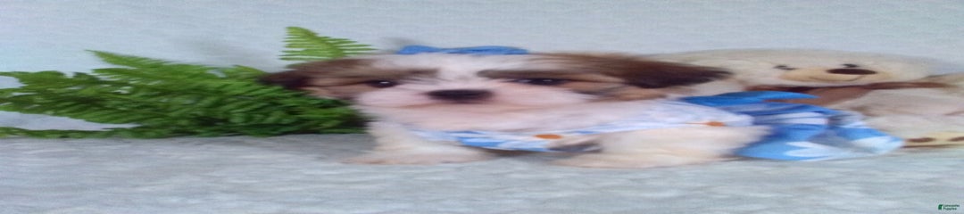 Haley