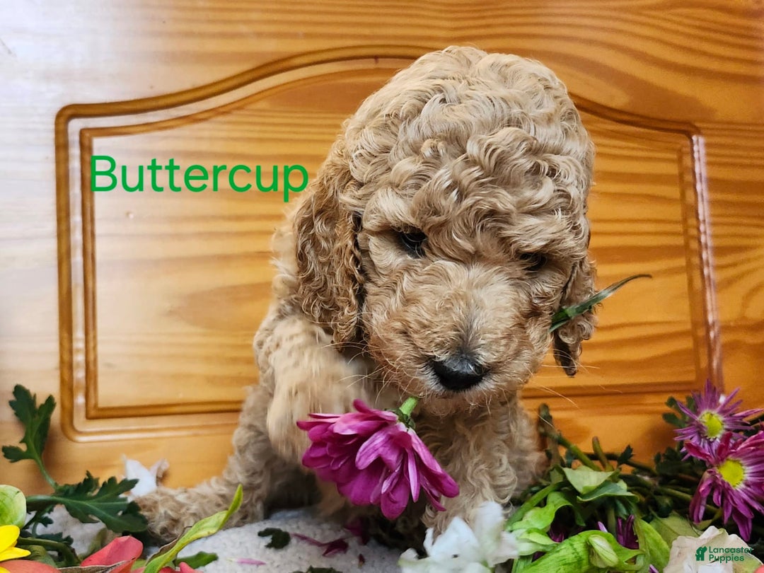 Standard Poodle dogs for sale: Buttercup - Image 2