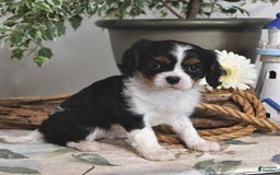 Cavalier King Charles Spaniel dogs for sale: Jan - Image 2