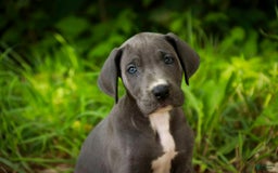 Great Dane dogs for sale: Lucy - Image 11