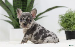 French Bulldog dogs for sale: French Bulldog 5 puppies - Image 9