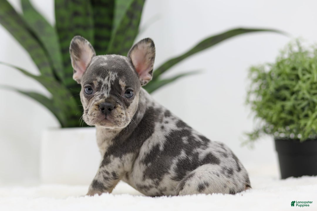 French Bulldog dogs for sale: French Bulldog 5 puppies - Image 9