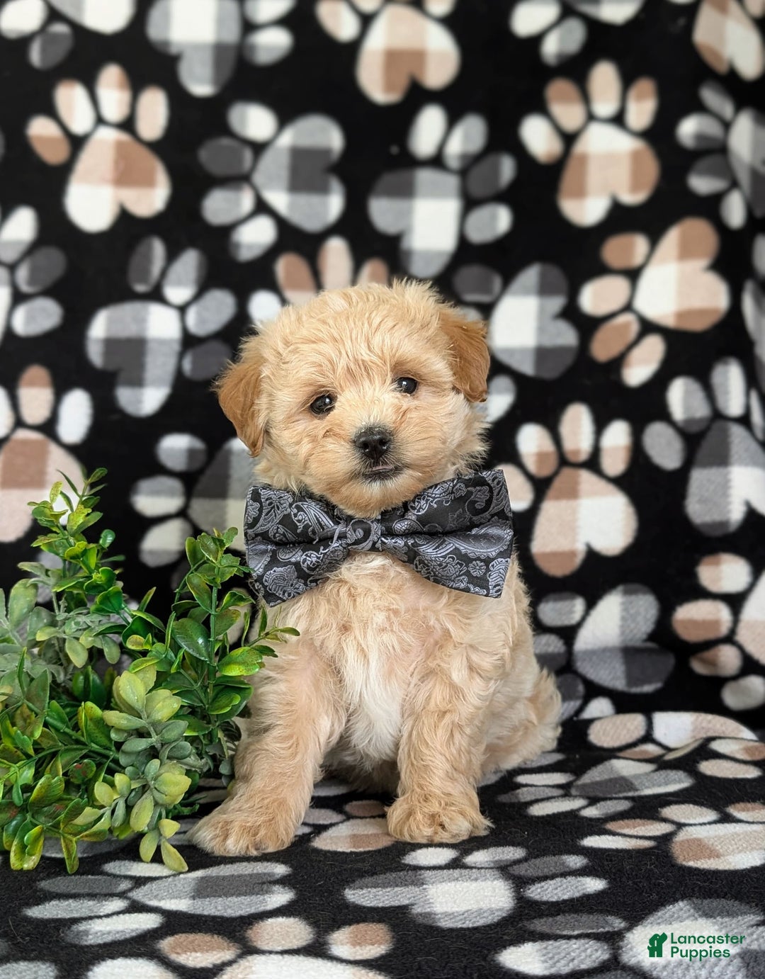 Maltipoo dogs for sale: Harley 6 Lbs Full Grown - Image 6