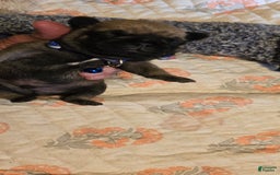 Pug dogs for sale: Dwight - Image 6
