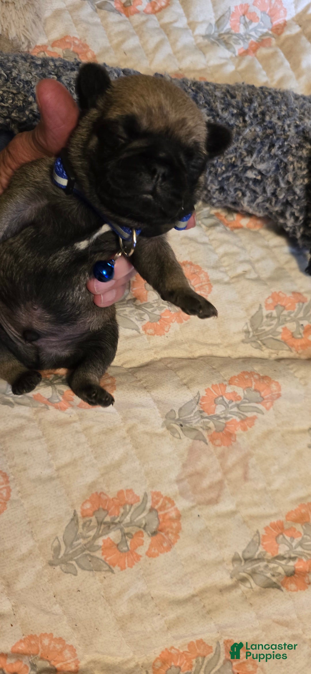 Pug dogs for sale: Dwight - Image 6