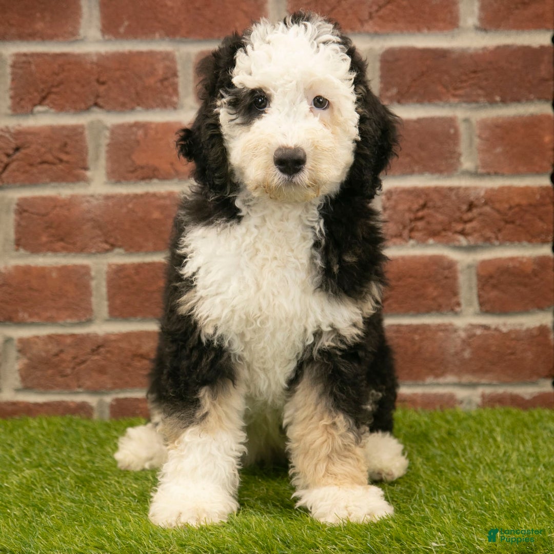 Mini Bernedoodle dogs for sale: Brooklyn - Image 11