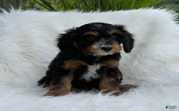 Cavapoo dogs for sale - Ad 4