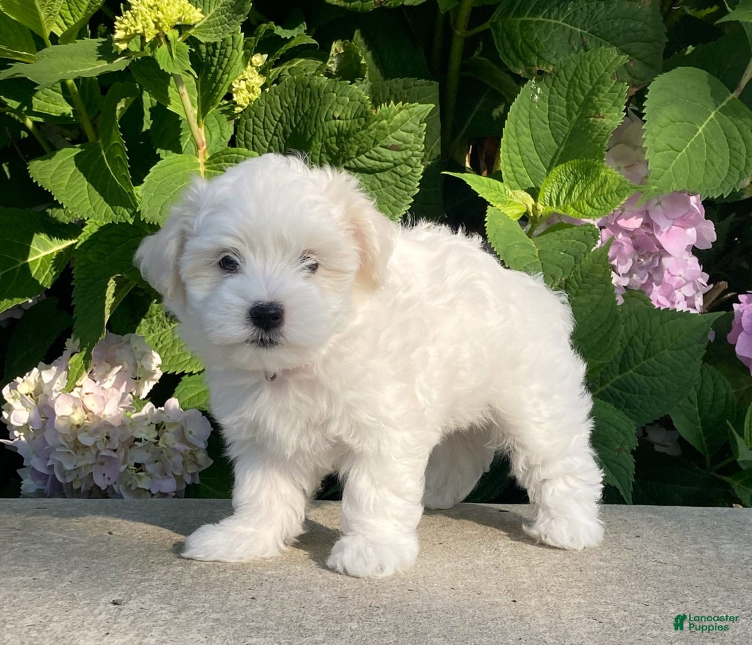 Coton De Tulear dogs for sale: Pearl - Image 4