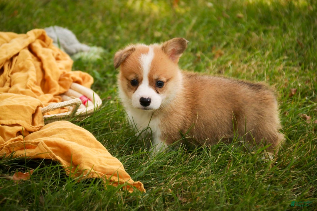 Welsh Corgi Pembroke dogs for sale: Custard - Image 5