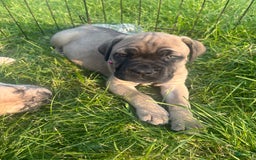 Cane Corso dogs for sale: Mandisa - Image 2