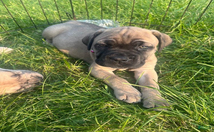 Cane Corso dogs for sale - Ad 1
