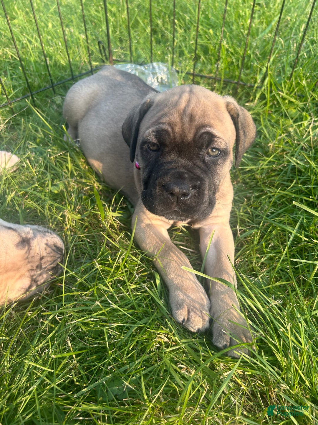 Cane Corso dogs for sale: Mandisa - Image 2