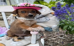 Australian Cattle Dog dogs for sale: Minnie - Image 2