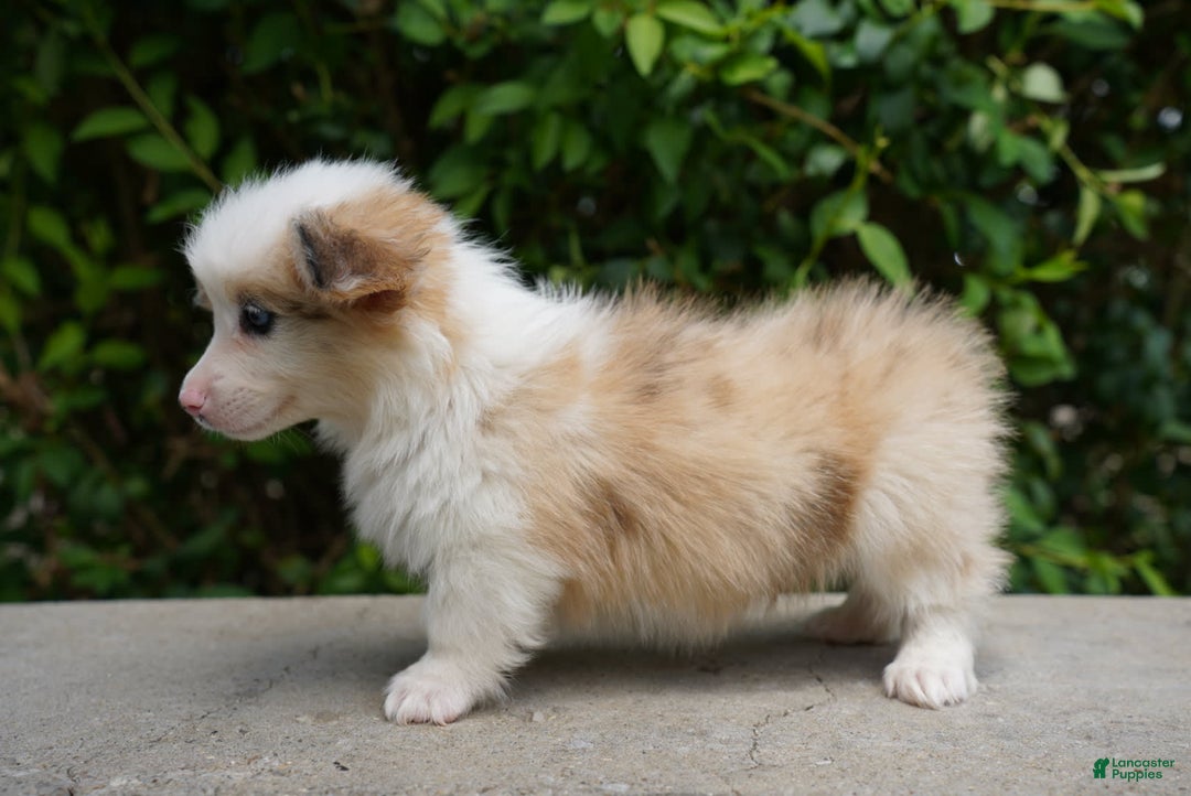American Corgi dogs for sale: Copper - Image 3