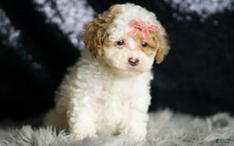 Maltipoo dogs for sale: Winona - Image 8