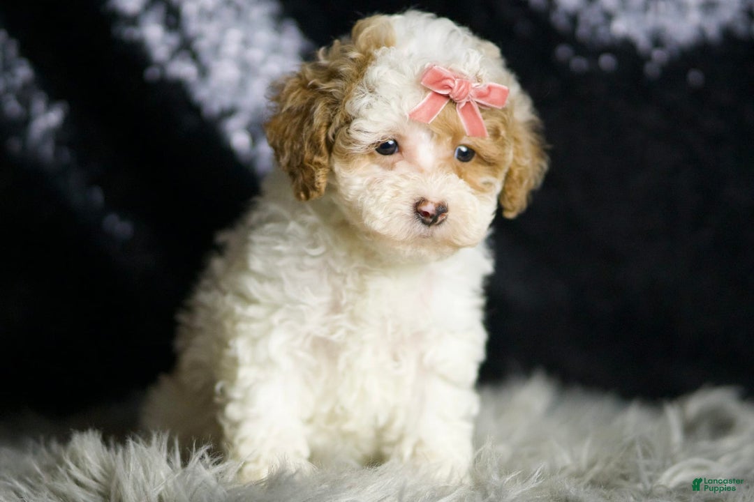 Maltipoo dogs for sale: Winona - Image 8