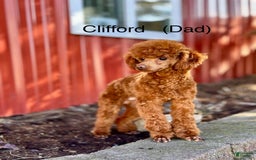 Mini Goldendoodle dogs for sale: Noah - Health tested - Image 7