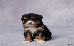 Mini Bernedoodle dogs for sale: Arnie - Image 1