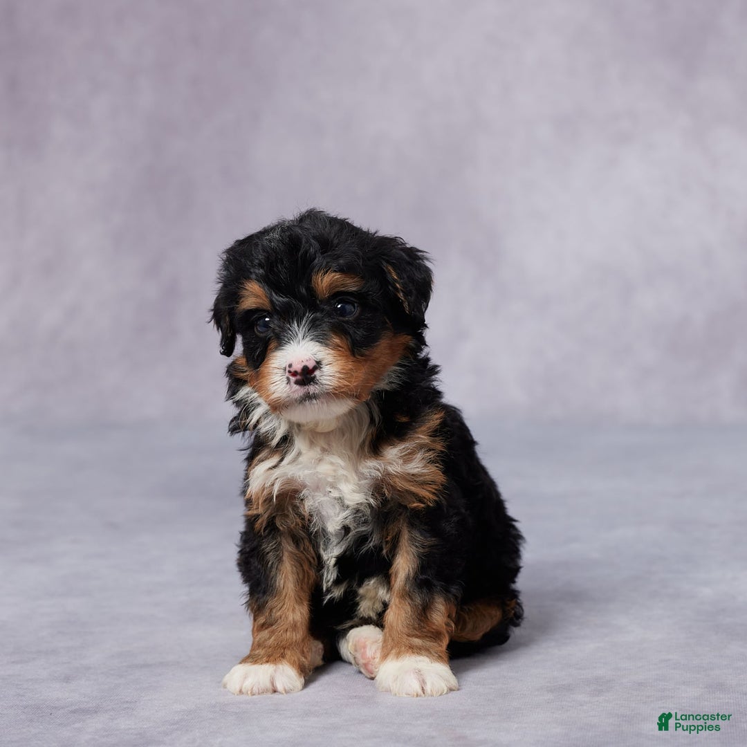 Mini Bernedoodle dogs for sale: Arnie - Image 1