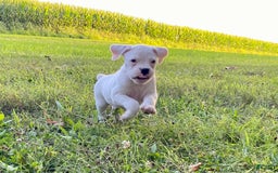 Boxer dogs for sale: Spencer - Image 2