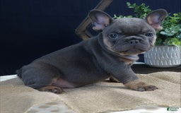 French Bulldog dogs for sale: Hank - Image 1