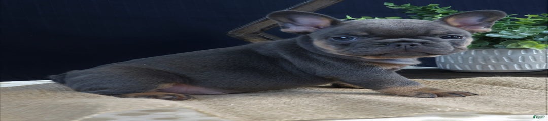 Hank