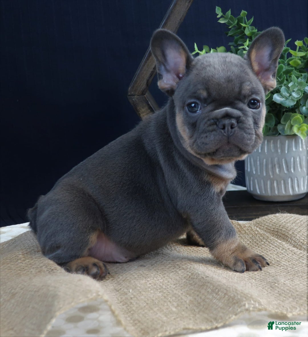 French Bulldog dogs for sale: Hank - Image 1