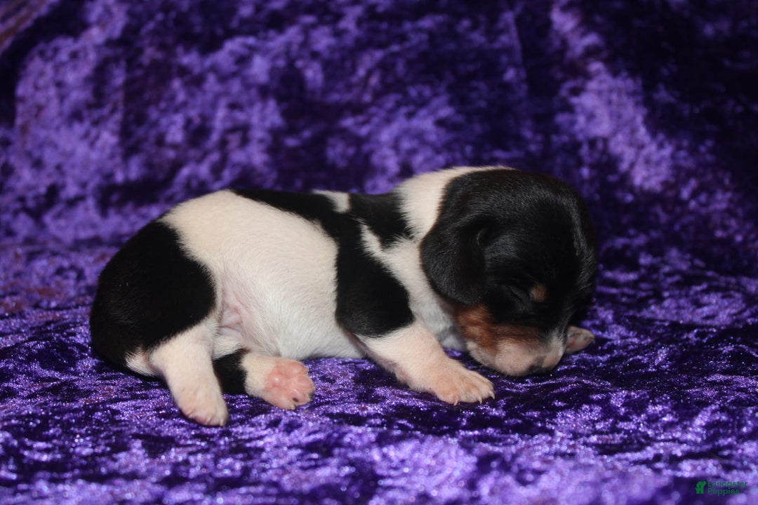 Miniature Dachshund dogs for sale: Chloe Mini - Image 15