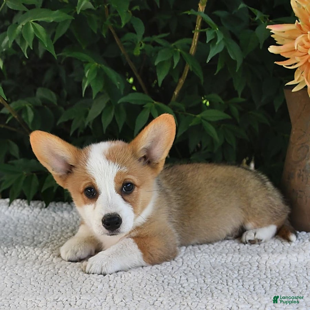 Welsh Corgi Pembroke dogs for sale: Aspen - Image 19