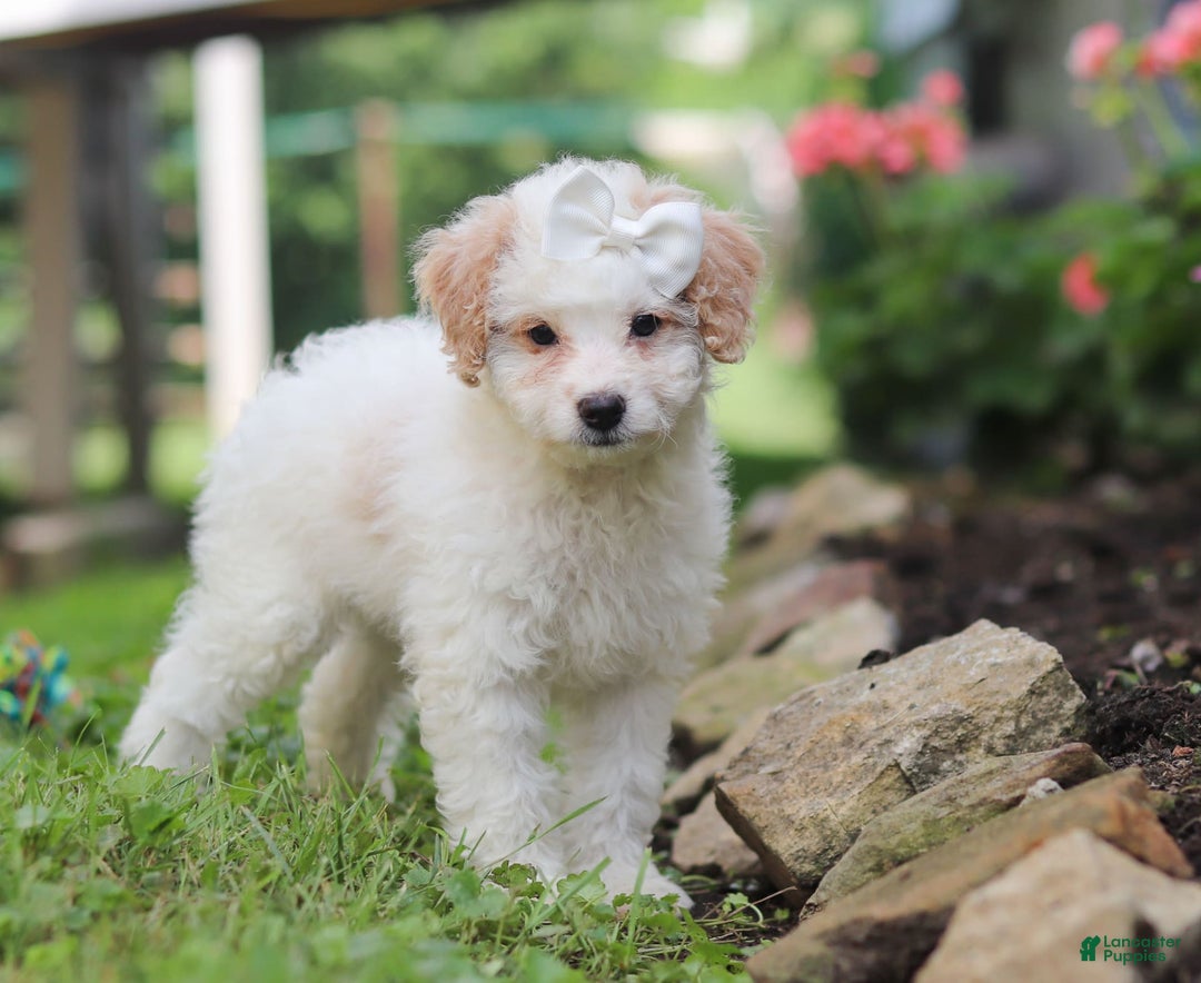 Mini Aussiedoodle dogs for sale: Dottie - Image 6