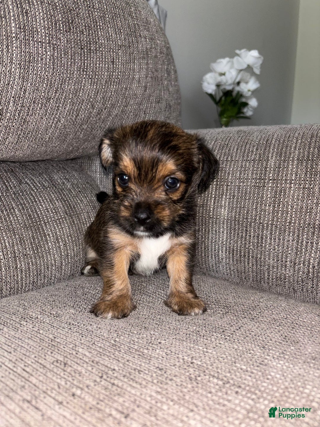 Morkie dogs for sale: Mocha - Image 7