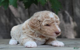Standard Poodle dogs for sale: Standard Poodle 8 puppies - Image 5