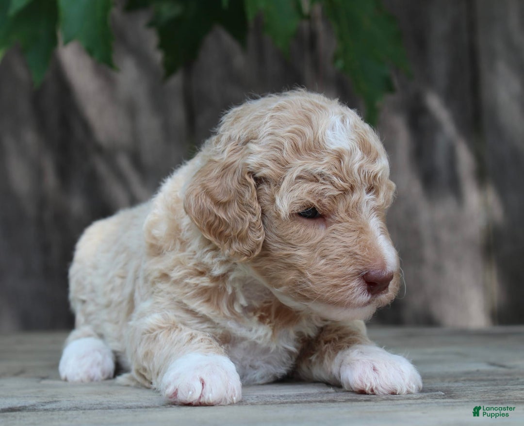 Standard Poodle dogs for sale: Standard Poodle 8 puppies - Image 5