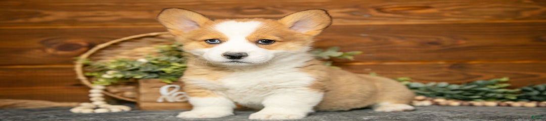 Willajo