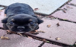 French Bulldog dogs for sale: Gus - Image 3
