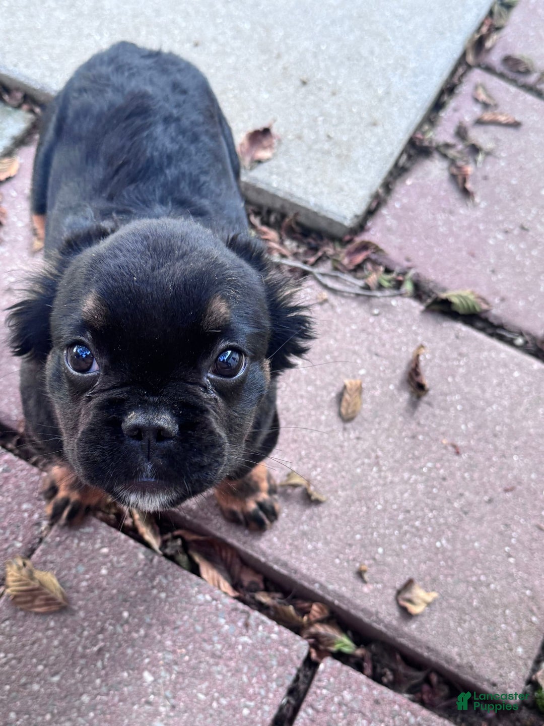 French Bulldog dogs for sale: Gus - Image 3