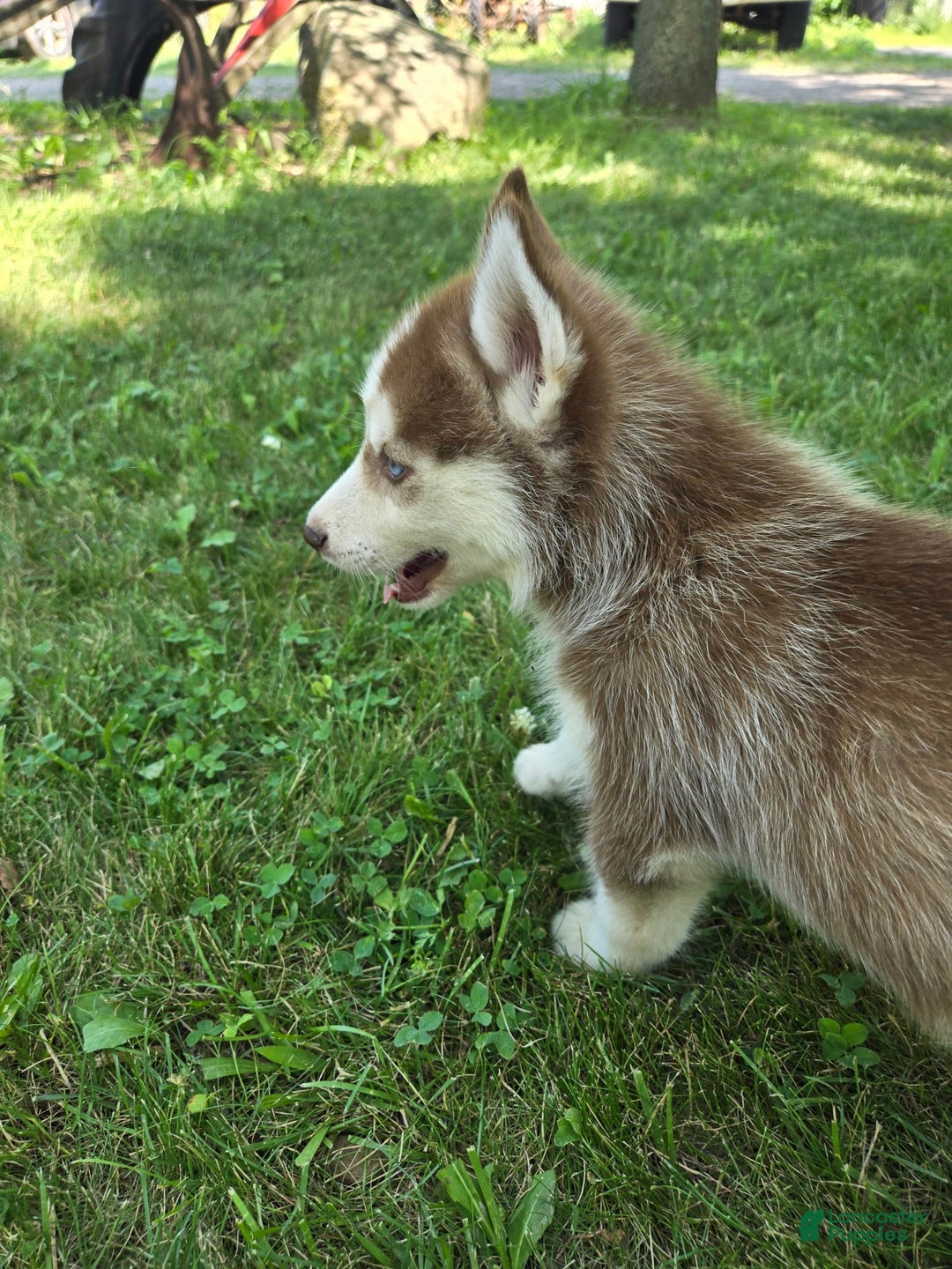 Siberian Husky dogs for sale: Poe - Image 5