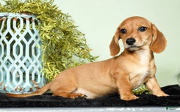 Miniature Dachshund dogs for sale: Diego - Image 2