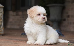 Shihpoo dogs for sale: Lola - Image 2