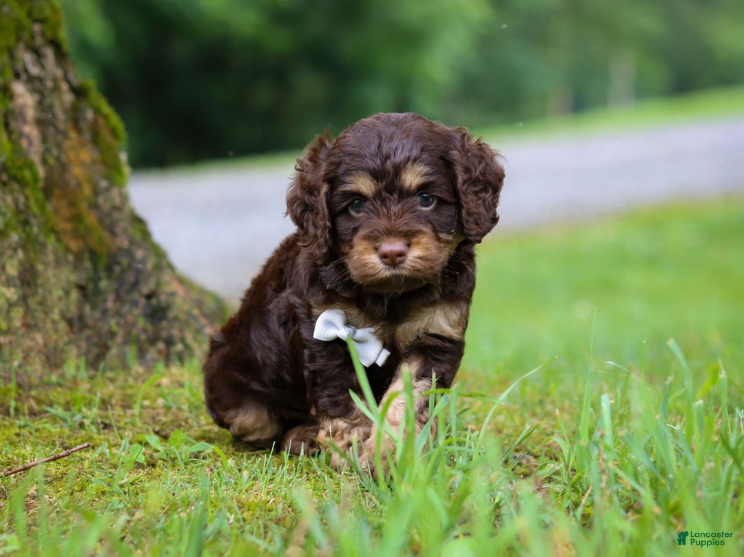 Cockapoo dogs for sale: Ace - Image 6