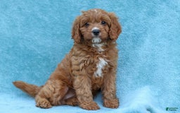Cavapoo dogs for sale: Holly - Image 1