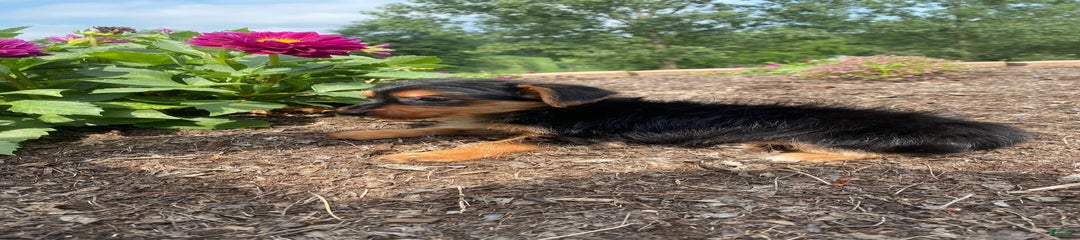 Jag