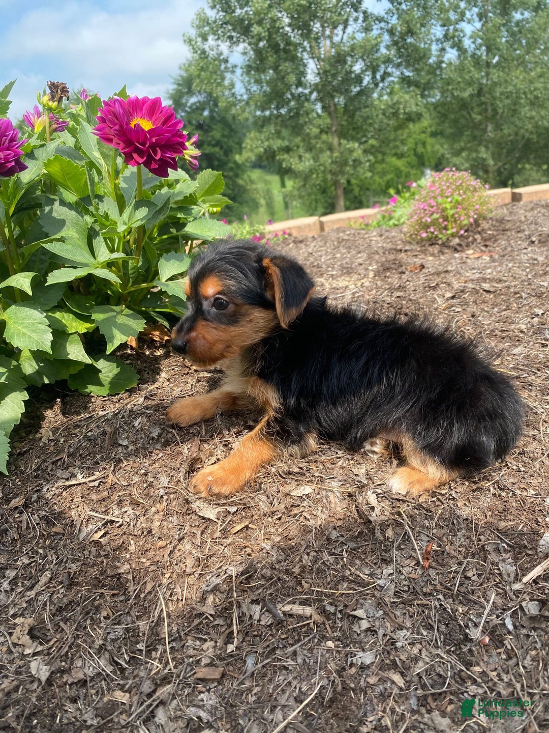 Yorkshire Terrier dogs for sale: Jag - Image 1