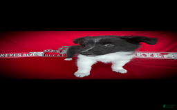 Shetland Sheepdog dogs for sale: Bi-black 1 - Image 2