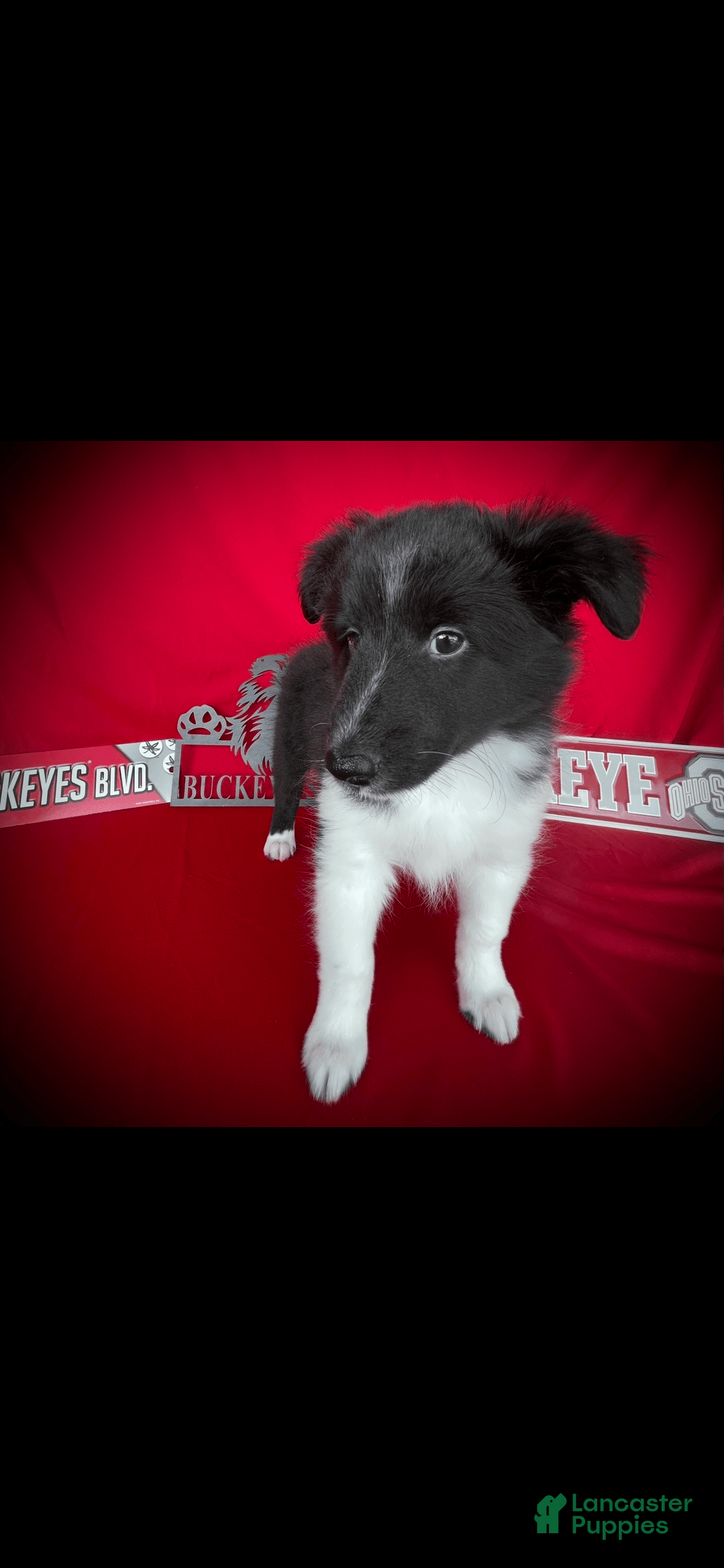 Shetland Sheepdog dogs for sale: Bi-black 1 - Image 2