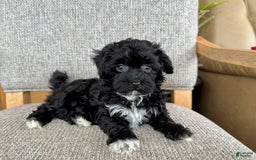 Havapoo dogs for sale: Lenny - Image 1