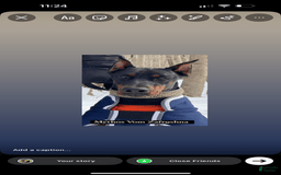 Doberman Pinscher dogs for sale: Banana - Image 16