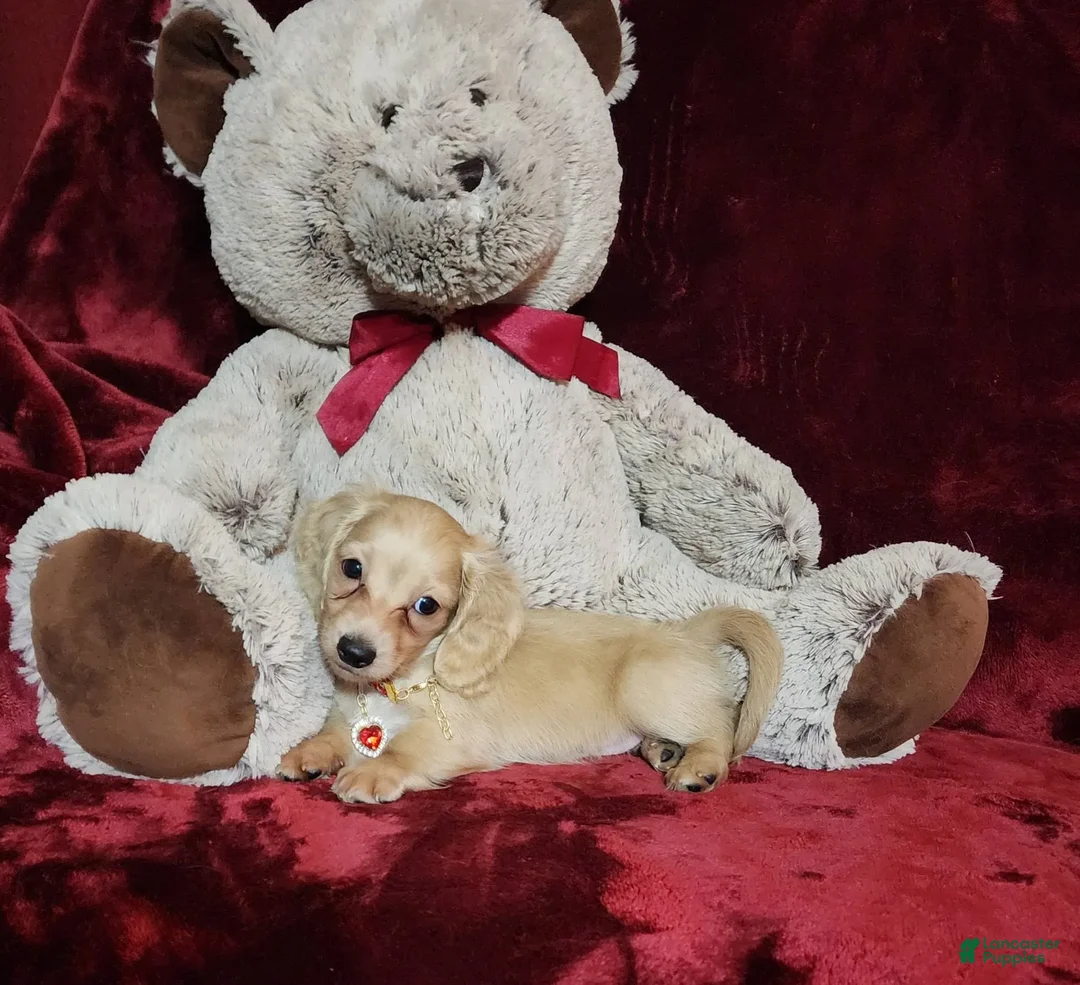 Miniature Dachshund dogs for sale: Nugget - Image 6