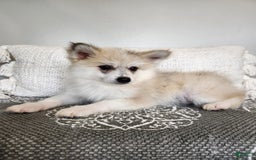 Pomsky dogs for sale: Blizzard - Image 3